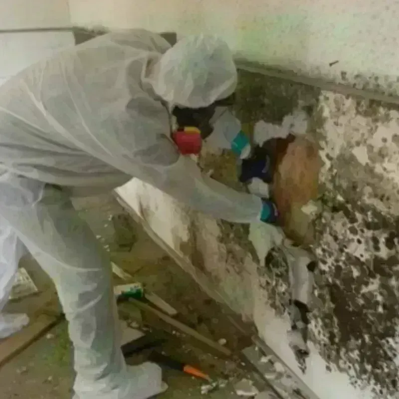 Mold Remediation and Removal in Henderson, LA